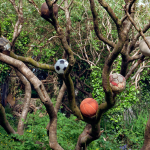 Image: This color photograph depicts a large tree emanating from a thicket of bushes and ivy. It’s springtime so the branches of the tree are still bare which stands in contrast to the lush vegetation that surrounds it. Instead of leaves the branches contain around 20 soccer balls of different colors and ages. The balls make the tree look festive but also sad, a testament to the lost playthings of early youth.