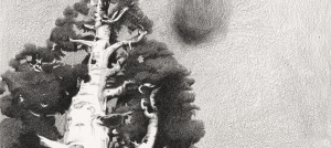 Graphite blurred drawing from a photograph of a giant sequoia tree