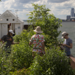 Image: Three individuals tend to plants on Mary Mattingly's "floating food forest," Swale, with views of Lower Manhattan from its location off of Brooklyn Bridge Park.