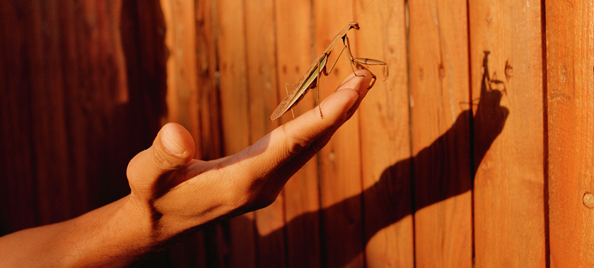 Image: Detail of a praying mantis creeping up to the edge of an outstretched hand, surveying the obstacle of a large wooden fence before it. Seemingly free to go, its path has been impeded. Cast upon the fence is the silhouetted shadow of an ominous unseen figure whose hand fills the frame.