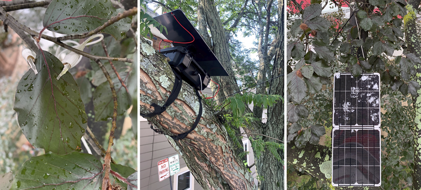 Detailed photo documentation of how the solar-powered biodata sonification kits were installed in the various trees' canopies and how the electrodes were placed to measure the trees' bioactivity.