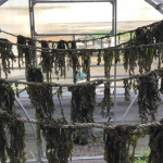 Drying harvested kelp in a greenhouse