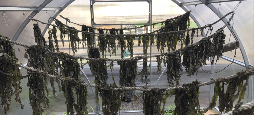 Drying harvested kelp in a greenhouse