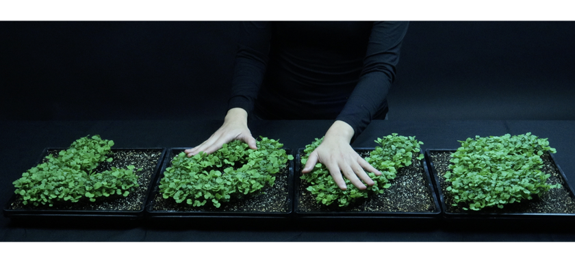 Two hands interacting with a living plant interface spelling out the word "love"