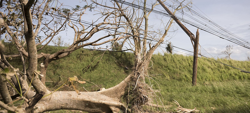 Fallen tree and power lines