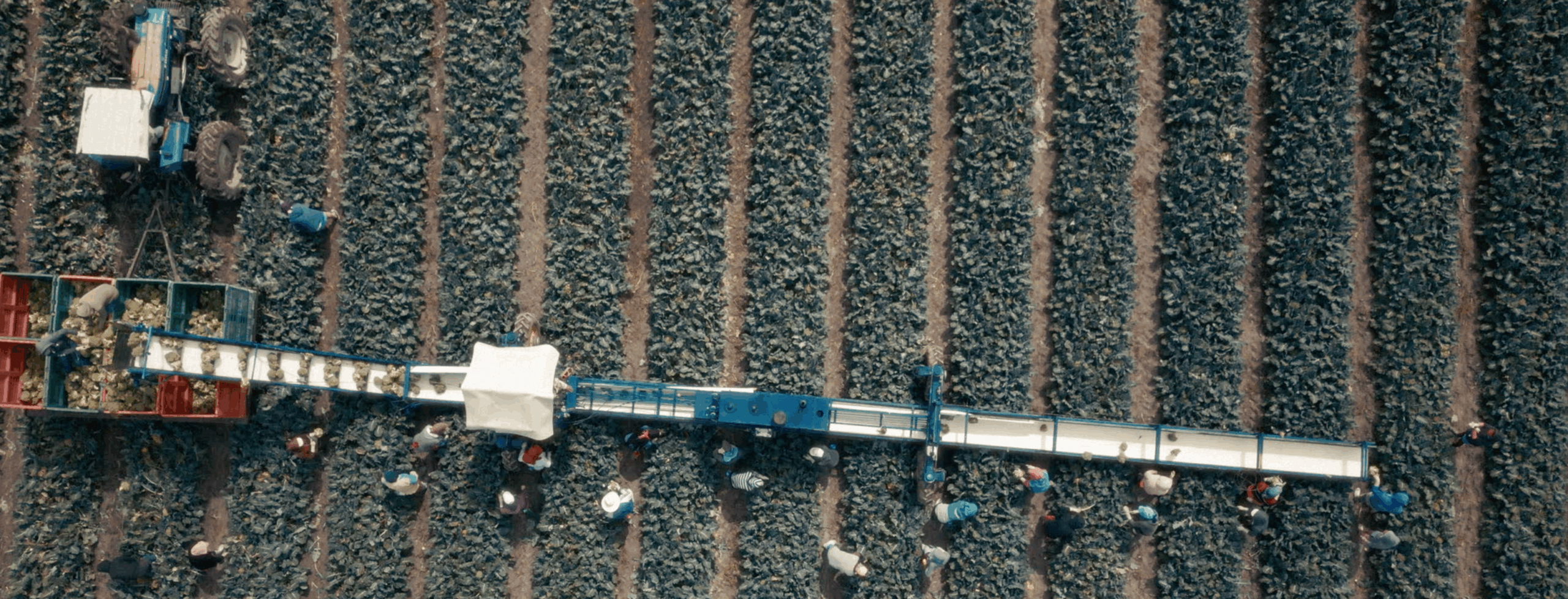An aerial shot of a broccoli harvesting machine and conveyor. Farm workers are seen from afar harvesting broccoli and loading it onto the conveyor belt.