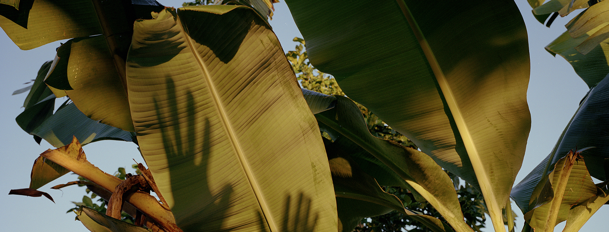 Alt Text: The sun shines through big tropical leaves, the artist's hands distorted as a shadow under one