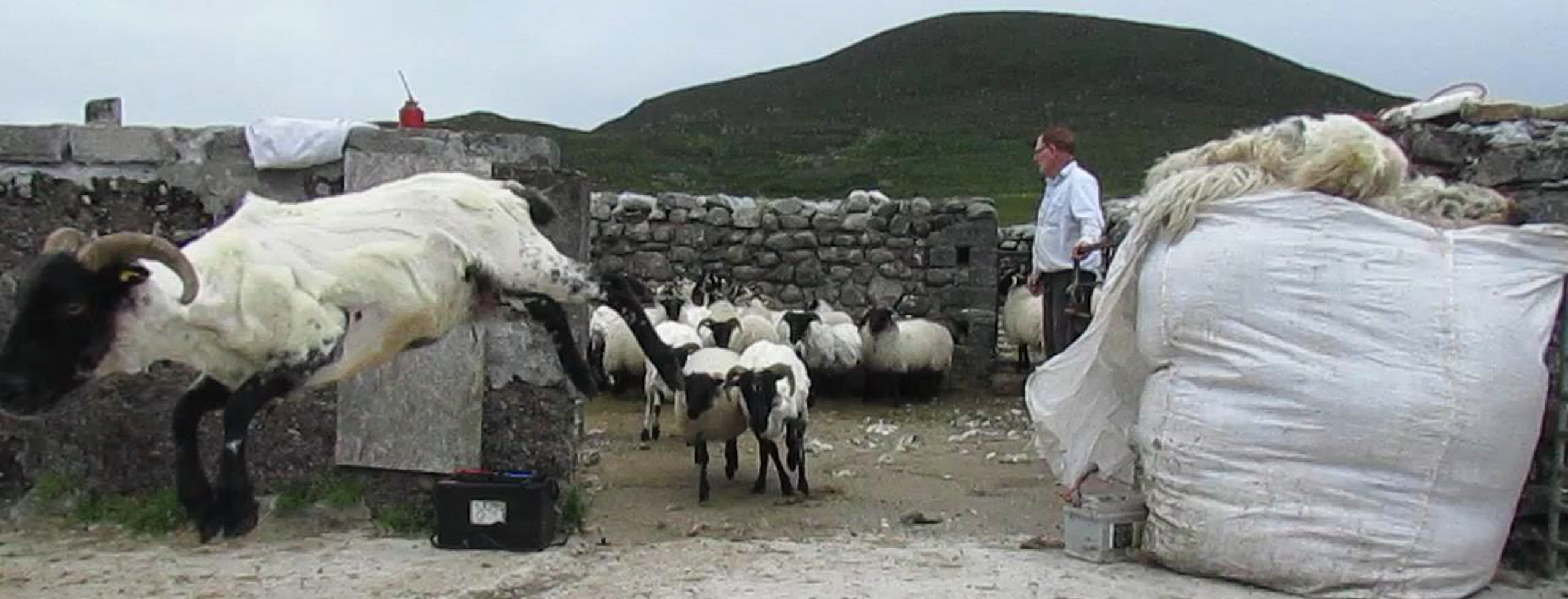 A farmer stands against a green-hilled background, sheep running out of a stone gate after shearing.